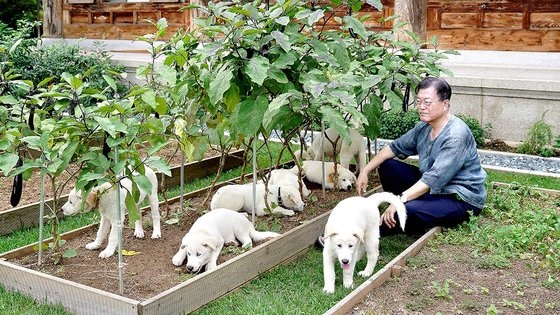 文在寅前大統領と金正淑夫人が昨年８月に官邸前庭で豊山犬と時間を過ごしている。［写真　青瓦台］