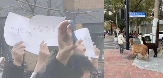 ソーシャルメディア（ＳＮＳ）に拡散されているさまざまな中国のデモの手法。先月２７日、「中国清華大の学生がフリードマン方程式を持って出てきた」（左）とする写真が拡散した。また「上海ウルムチ通りに誰かアルパカを持って出てきた場面」（右側）とする写真も登場した。［ツイッター　キャプチャー］
