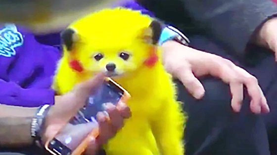 ピカチュウそっくりに染色された子犬。［写真　ツイッター@cjzero 　キャプチャー］