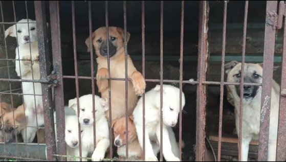 南楊州（ナムヤンジュ）のある食用犬農場の子犬たち。チン・グォンピル記者