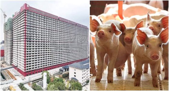 ニューヨーク・タイムズは中国湖北省鄂州にある大規模養豚施設である湖北中新開維（左）を紹介した。［ツイッター　キャプチャー］