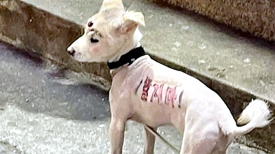 ３日、慶尚北道慶山市（キョンサンブクド・キョンサンシ）の大学街で見つかった犬「ポクスニ」の様子。顔や胴体に装飾が施されたり意味の分からない模様が描かれたりしていた。［写真　動物保護団体「ケア（ＣＡＲＥ）」　インスタグラム　キャプチャー］