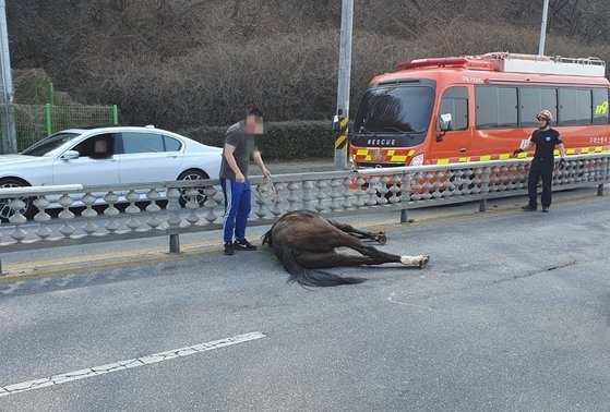 ５日午後２時４２分ごろ、慶尚北道亀尾で、乗馬場を脱出した馬４頭が車道を逆走し、１頭が乗用車と衝突した。この事故で２人が負傷し、馬１頭が死んだ。　［写真　慶北消防本部］