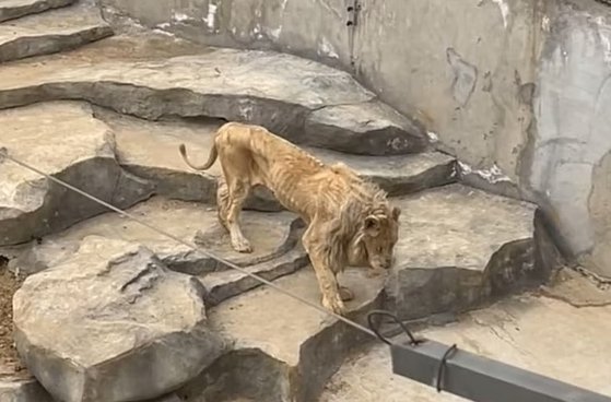 骨と皮だけのガリガリに痩せこけた中国動物園のライオン「阿拉」の様子。［写真　英紙デイリーメール　キャプチャー］