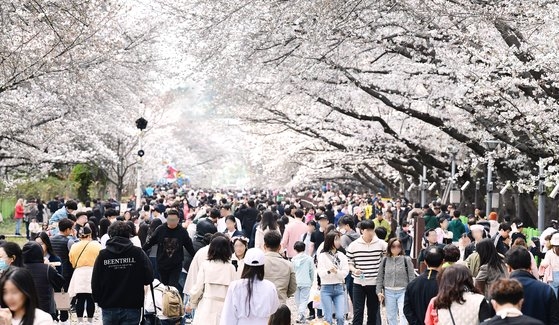 ２６日、昌原市鎮海区（チャンウォンシ・チンヘグ）の慶和（キョンファ）駅付近。鎮海軍港祭２日目のこの日、全国から来た行楽客が満開の桜を楽しんでいる。ソン・ボングン記者