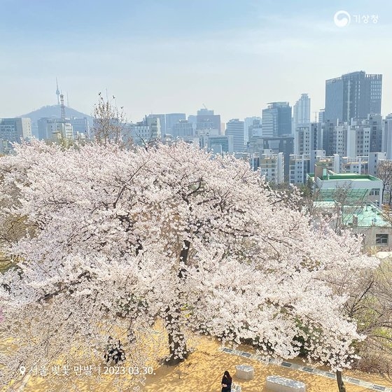 先月３０日、ソウル鍾路区松月洞（チョンノグ・ソンウォルトン）の気象観測所の桜が満開の様子。［写真　韓国気象庁］