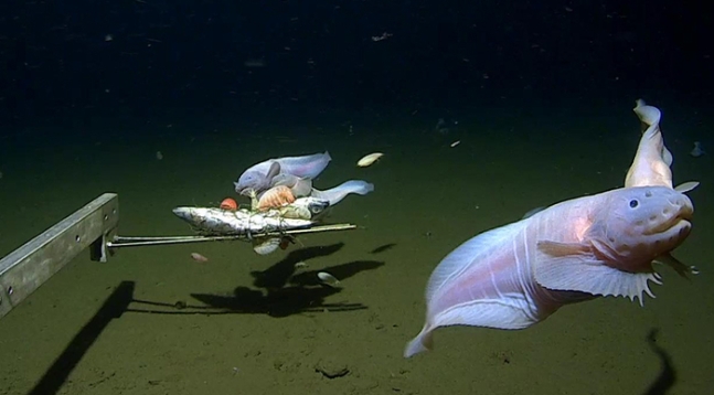 日本の水深８３３６メートルの海底で深海魚が撮影され、最も深い海中で発見された魚として記録された。［写真　ウエスタンオーストラリア大学］