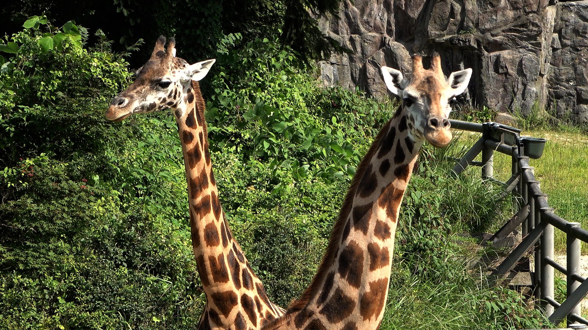 ソウル大公園動物園で飼育されているメスのキリン。［写真　ワン・ジュンヨルＰＤ］
