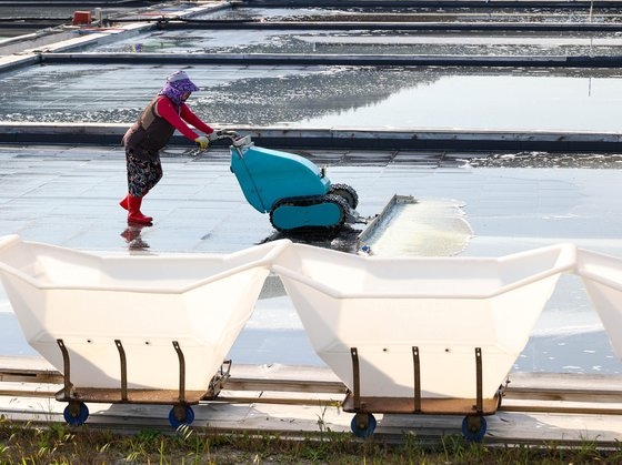 ６日午後、全羅南道新安郡（シナアングン）の塩田。福島原発汚染水の放出が迫った中、最近、天日塩を購入しようと塩田を訪れる飲食店経営者や主婦が増えたという。　チャン・ジョンピル記者