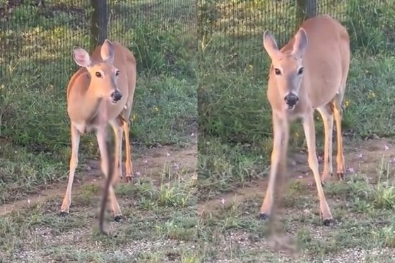 草食動物であるシカが最近米テキサス州の道端でヘビを噛みながら丸ごと食べる姿がとらえられて話題になった。［ツイッター　キャプチャー］