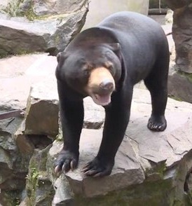 中国杭州の動物園のマレーグマの写真。［ツイッター　キャプチャー］