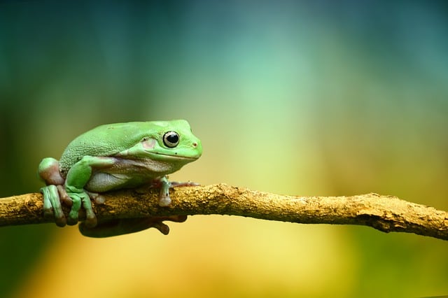 カエルの資料写真　［Pixabay］
