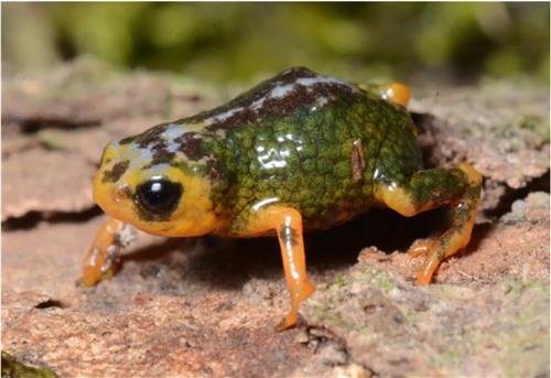 新種のカエル　［サンタカタリーナ環境庁　ホームページ　キャプチャー］