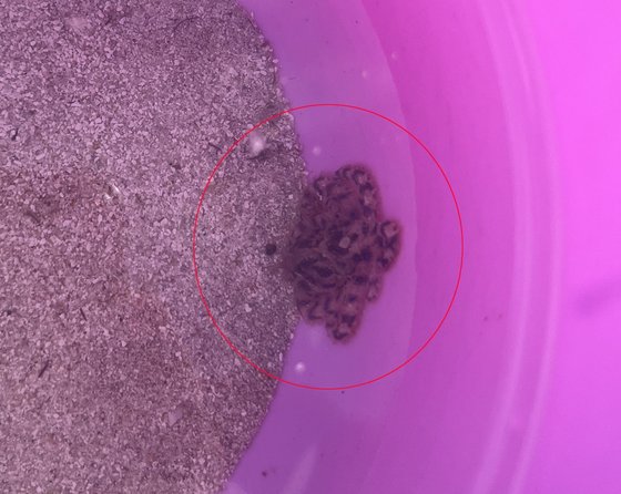 今月１日、済州（チェジュ）沖で見つかったオオマルモンダコ。「写真　済州海洋警察署］
