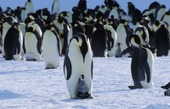 オーストラリア南極プログラムのＸ（旧ツイッター）に掲載された南極に生息しているコウテイペンギンの群れ。［豪南極プログラムのＸ　キャプチャー］