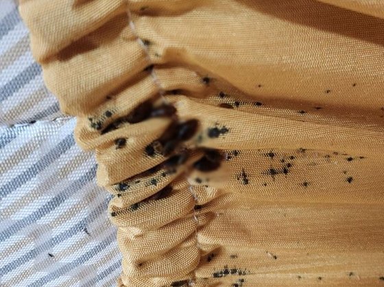大学の学生寮のベッドマットレスカバーから見つかったトコジラミと推定される虫。［写真　聯合ニュース］