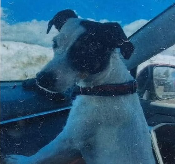 亡くなった飼い主に３カ月間寄り添い続けた伴侶犬。［写真　コロラド行方不明者団体　フェイスブック　キャプチャー］