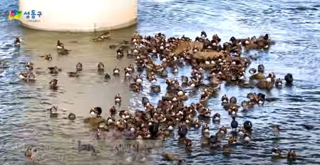 最近、中浪川の管内龍飛橋憩いの場の近くでオシドリ２００羽が発見された。［城東区庁ユーチューブ　キャプチャー］