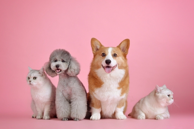 伴侶犬と伴侶猫。［写真　Ｐｉｘａｂａｙ］（※この写真は記事と直接関係ありません）