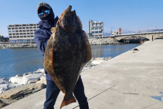 江原道注文津（カンウォンド・ジュムンジン）港付近で釣り上げられた全長１．１８メートル、重さ２０キロの超大型ヒラメ。