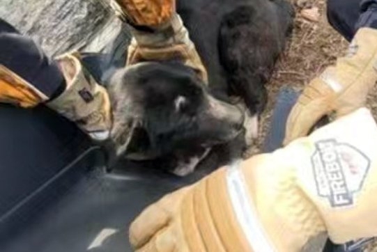 救助される犬。［写真　ネサランバドゥギ　ＳＮＳキャプチャー