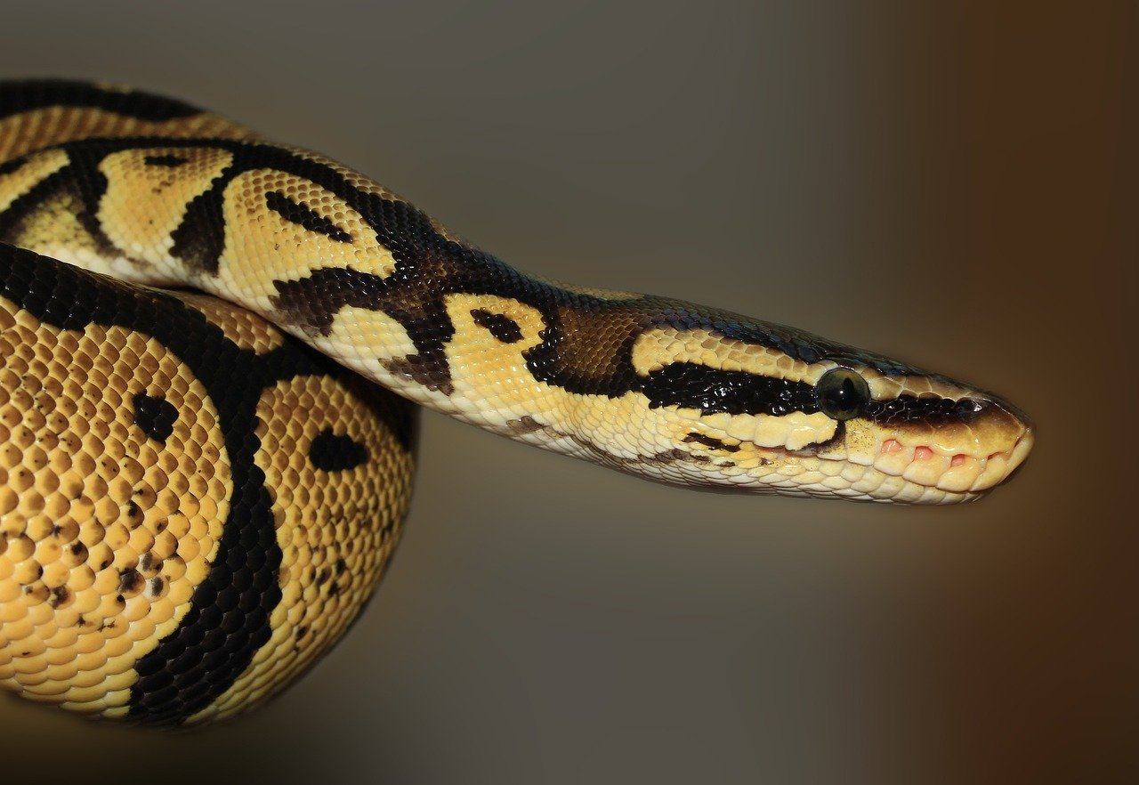 ニシキヘビの資料写真［Ｐｉｘａｂａｙ］