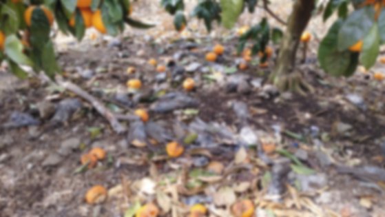西帰浦市南元邑（ソグィポシ・ナムォンウプ）ある果樹園でミカンをついばんで食べた鳥が大量に死んだ。［写真　韓国鳥類保護協会済州道支会］