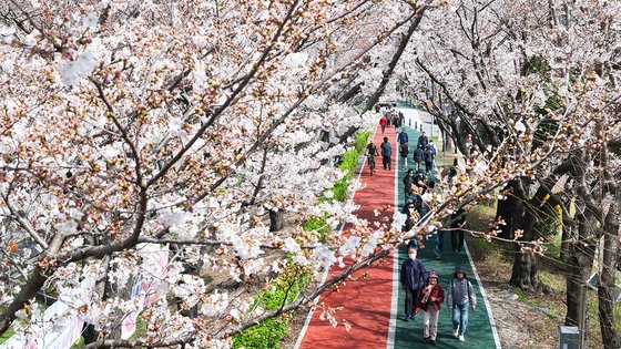 先月２９日、釜山沙上区（プサン・ササング）の三楽（サムラク）生態公園の堤防の道を訪れた市民たちが、満開した桜のトンネルを通りながら散歩している。ソン・ボングン記者