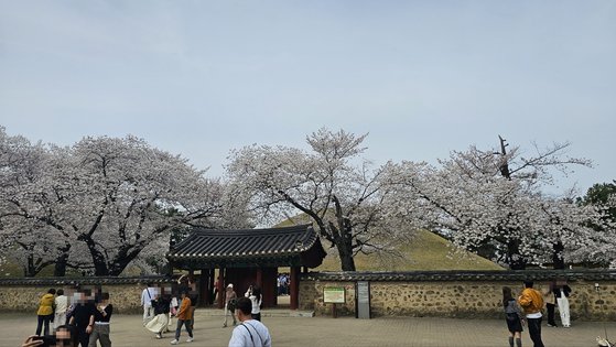 ２日午後、桜の花が満開の慶州味鄒王陵（ミチュワンヌン）の入口。［写真　慶州＝チョン・ウンヘ記者］