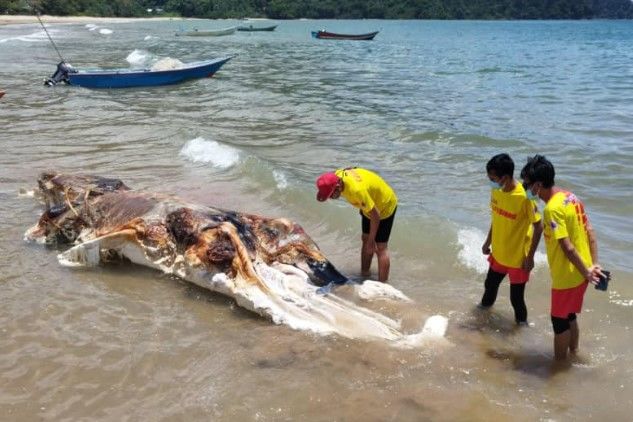 ５日（現地時間）マレーシアのある海辺で疑問の動物死体が発見されたと科学専門誌ライフ・サイエンスなどが６日、報じた。［写真　ＡＰＭ　Ｓａｒａｗａｋ　Ｆａｃｅｂｏｏｋ］​