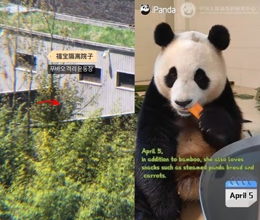 中国ファンが撮影した臥龍神樹坪基地の様子（左）、中国ジャイアントパンダ保護センターのＳＮＳに掲載されたフーバオ（福宝）の様子（右）。［写真　ＳＮＳキャプチャー］