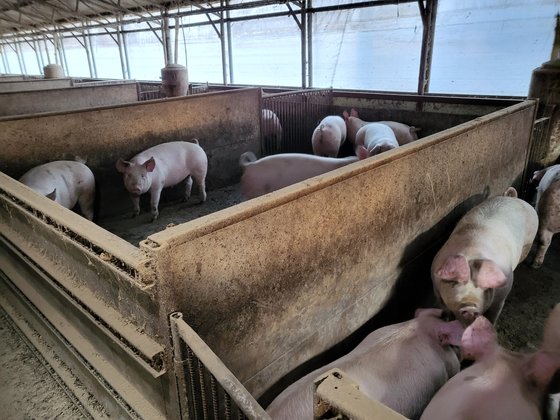 養豚場の資料写真