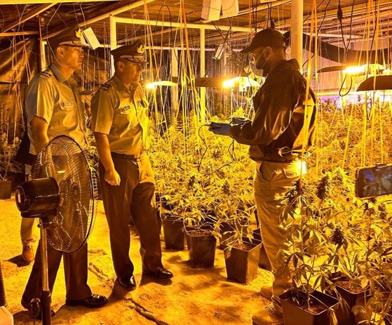 チリ警察に摘発された中国人運営の大型室内大麻農場。［写真　聯合ニュース］