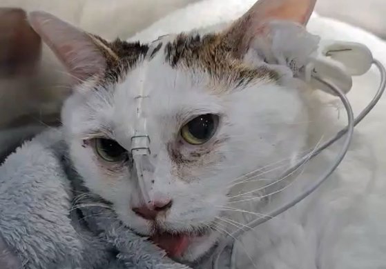 急性神経・筋肉病症で治療を受けていたところ、最近命を落とした猫の「バーミー」。［写真　動物保護団体ライフ］