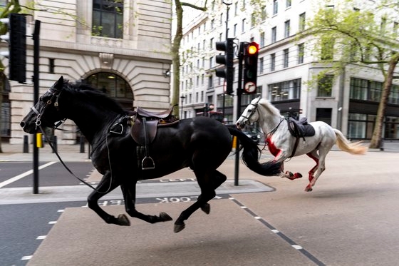血まみれになって疾走する英国近衛隊の馬２頭　［写真　ＡＰ＝聯合ニュース］