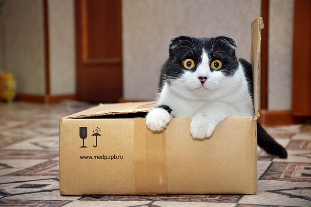 猫の資料写真（写真は記事の特定内容と関係ありません）［Ｐｉｘａｂａｙ］