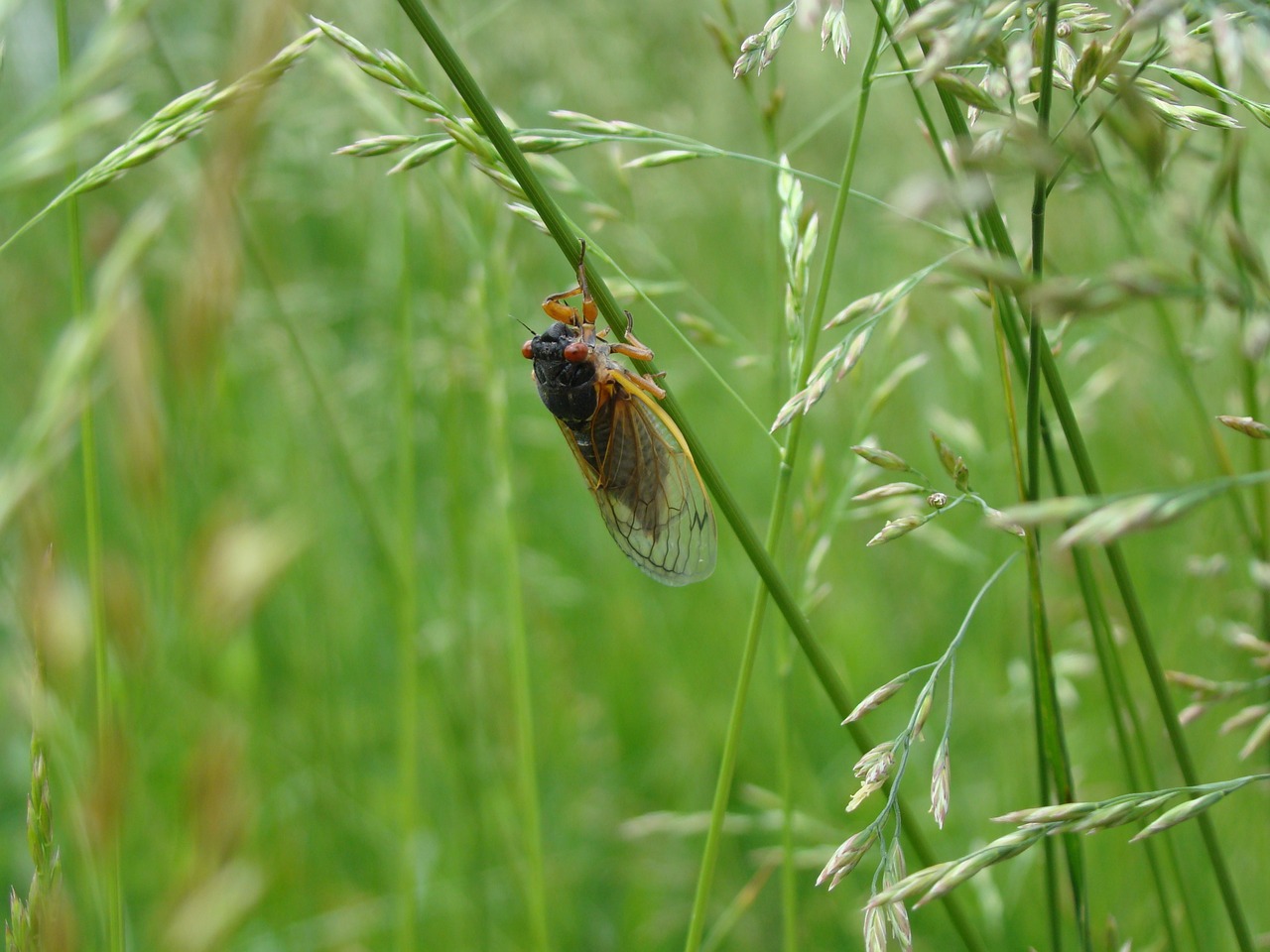 セミの資料写真［Ｐｉｘａｂａｙ］