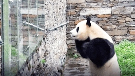 フーバオ（福宝）が観覧客に対して両手を合わせて頭を下げている。［写真　ユーチューブ（ＹｏｕＴｕｂｅ）チャンネル『プードゥンプードゥン』キャプチャー］