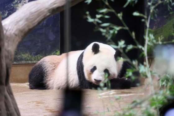 日本・上野動物園で飼育中のジャイアントパンダ「シンシン」［時事通信＝聯合ニュース］