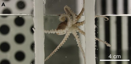タコを対象に条件化された場所の選好実験を実施する様子。［写真　サンフランシスコ州立大学の神経生物学者ロビン・クルック氏］