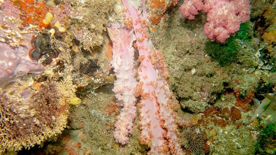  済州の海で目撃されたオオトゲトサカが溶ける現象　［写真　海洋科学市民センター「パラン」］