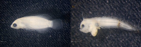 熱帯魚種稚魚２種（左、スズキ目・Ｓｙｍｐｈｕｒｕｓ　ｌｅｕｃｏｃｈｉｌｕｓ）とワニトカゲギス目
