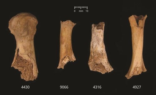 人が噛む時に起こり得る損傷が残っている骨［写真　学術誌「アンティクィティ」］