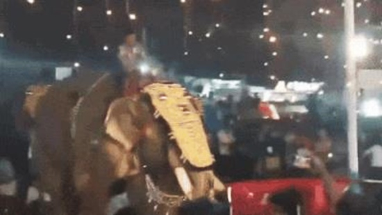 インドの宗教祭で暴れるゾウ。［ザ・タイムズ・オブ・インディア　キャプチャー］