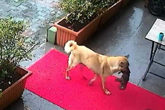 動物病院に病気の子犬をくわえてやってきた母犬［ＡＰ通信　キャプチャー］