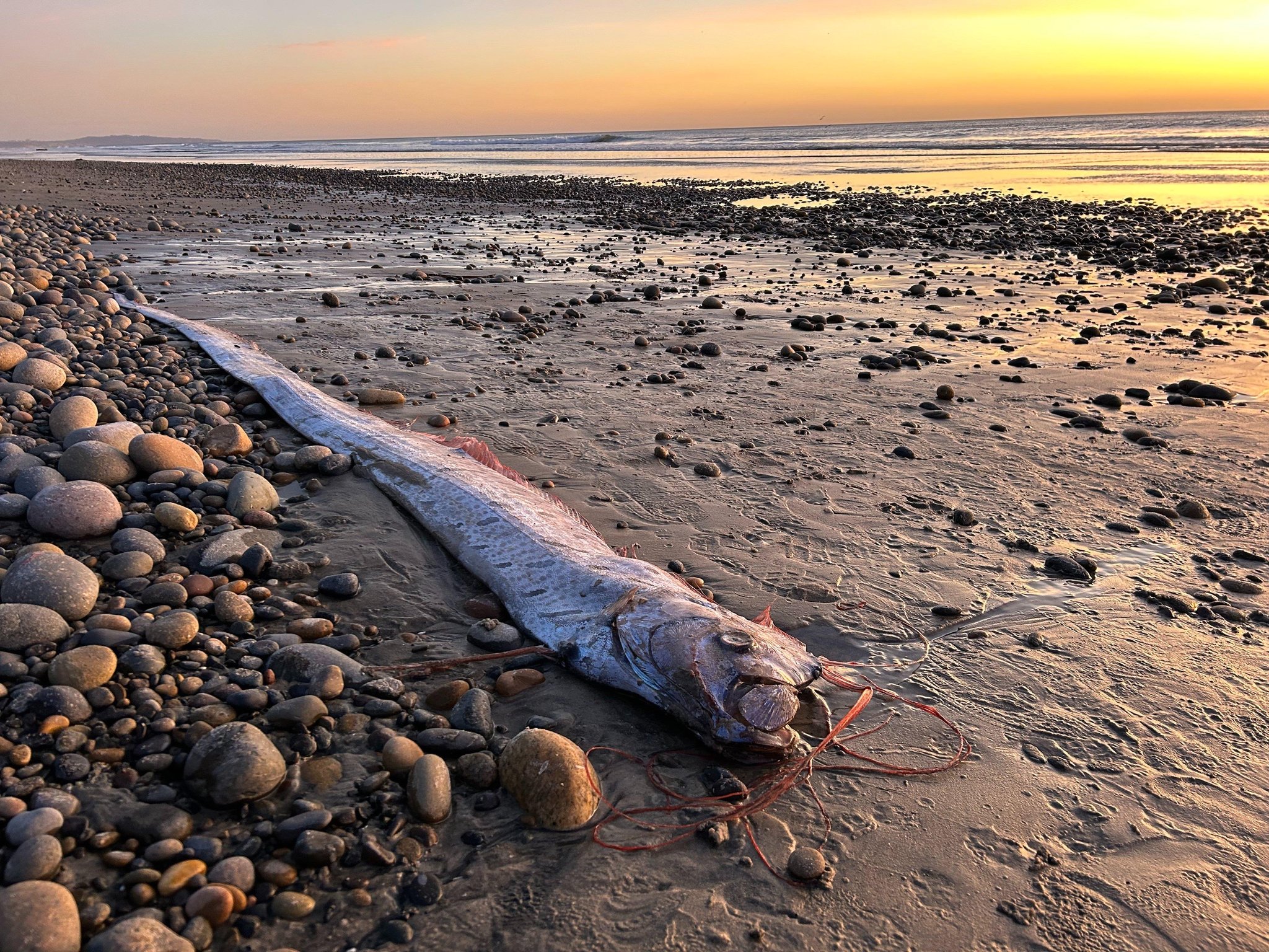 カリフォルニア州サンディエゴの海辺で発見された深海魚のリュウグウノツカイ。［スクリップス海洋研究所のＸ　キャプチャー］