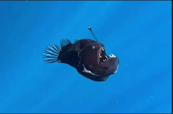 カナリア諸島で発見された深海魚「ブラックシーデビル」［マルカ　キャプチャー］  ​