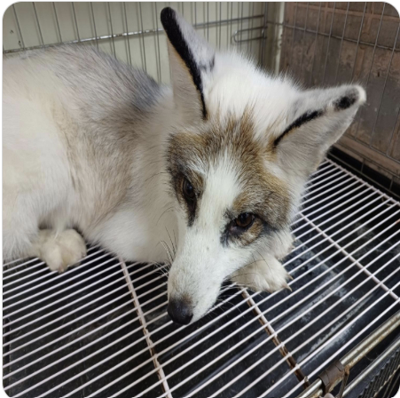 救助されたアカギツネの改良種「マーブルフォックス」。［写真　韓国農林畜産検疫本部］  ​