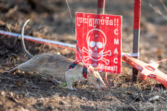 カンボジアで地雷を探知するアフリカオニネズミ「ロニン」。［写真　ＡＦＰ＝聯合ニュース］