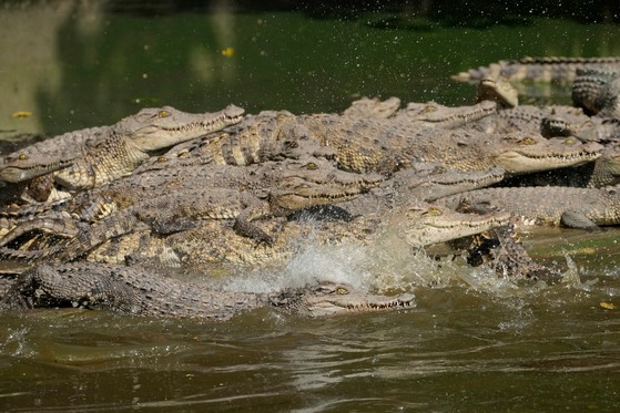 シャムワニの資料写真。［写真　ＡＰ＝聯合ニュース］